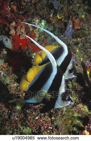 Long finned banner fish View Large Photo Image Stock Photography - Long finned banner fish. Fotosearch