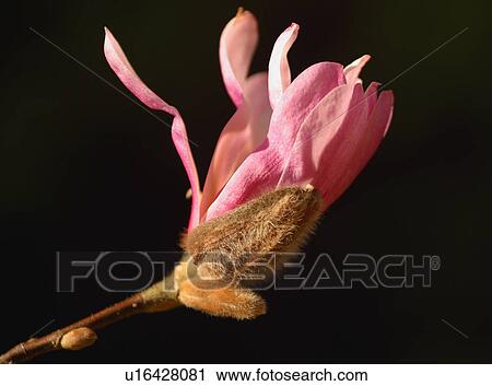Magnolia bud View Large Photo Image Stock Image - Magnolia bud. Fotosearch