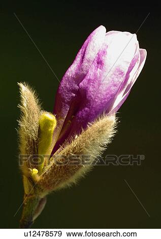 Stock Photo - Magnolia Bud. Fotosearch