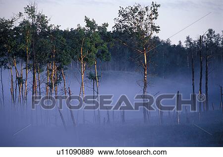 Stock Photo - Mist moving through a grove of trees. Fotosearch