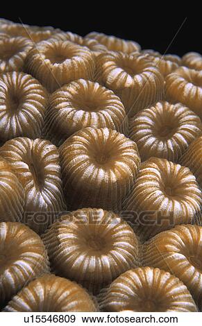 Stock Photo - Moon polyp. Fotosearch