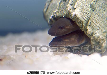 Stock Image - Mudpuppy Salamander. Fotosearch