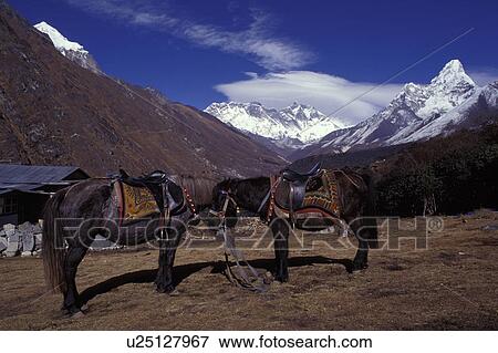Native ponies with mountain range in background View Large Photo Image Stock Photo - Native ponies with mountain range in background. Fotosearch