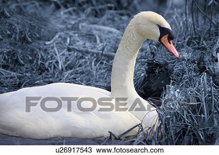 Stock Image - Nesting swan. Fotosearch