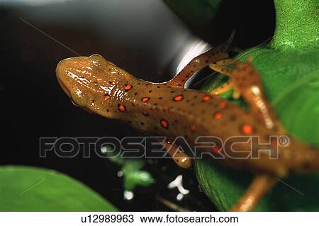 Newt on leaf View Large Photo Image Stock Image - Newt on leaf. Fotosearch