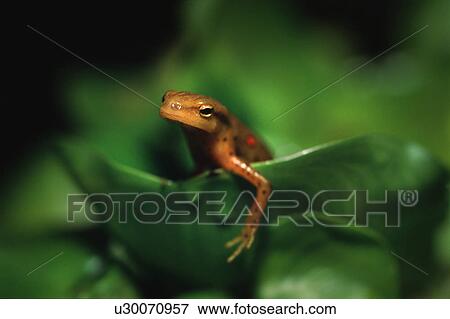 Stock Photo - Newt on leaf. Fotosearch