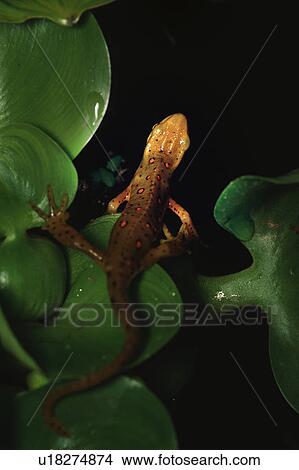 Picture - Newt on leaves. Fotosearch