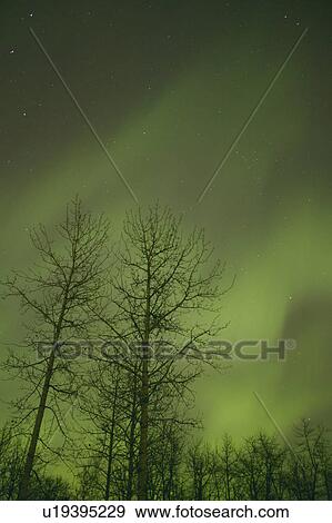 Stock Photo - Northern lights Alberta Canada. Fotosearch