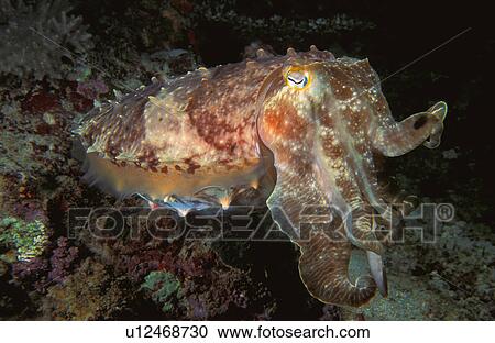 Stock Image - Octopus. Fotosearch