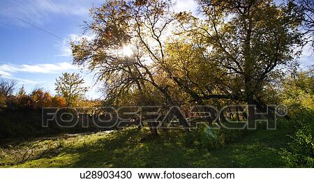 Stock Image - Old trees. Fotosearch