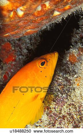 Orange grouper hiding by rock View Large Photo Image Stock Image - Orange grouper hiding by rock. Fotosearch