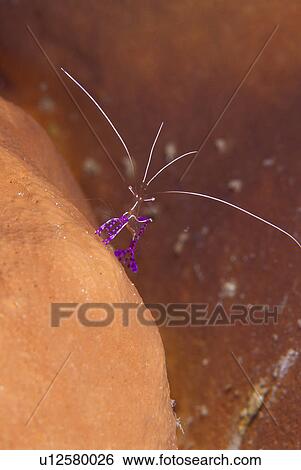 Ornamental shrimp View Large Photo Image Stock Photograph - Ornamental shrimp. Fotosearch