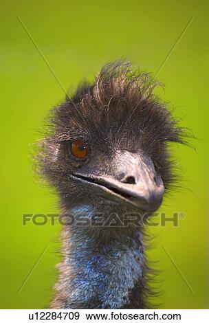 Ostrich View Large Photo Image Stock Photo - Ostrich. Fotosearch
