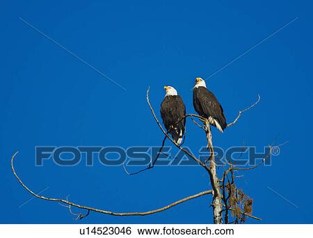 Pair of bald eagles View Large Photo Image Stock Photograph - Pair of bald eagles. Fotosearch