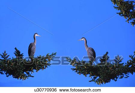 Stock Photograph - Pair of birds perched in tree. Fotosearch