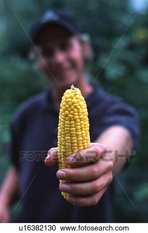 Stock Image - Person holding corn cob. Fotosearch