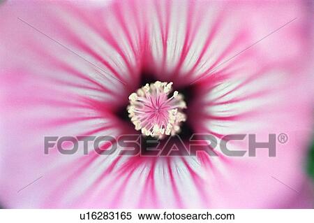 Pink flower View Large Photo Image Stock Photography - Pink flower. Fotosearch