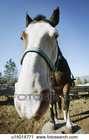 Stock Image - Portrait of a horse. Fotosearch