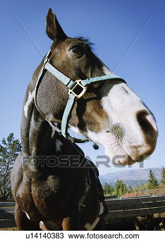 Stock Image - Portrait of a horse with harness. Fotosearch
