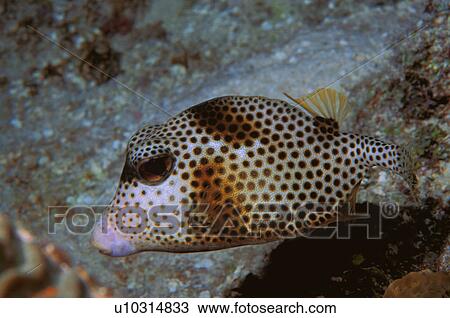 Stock Image - Puffer fish. Fotosearch