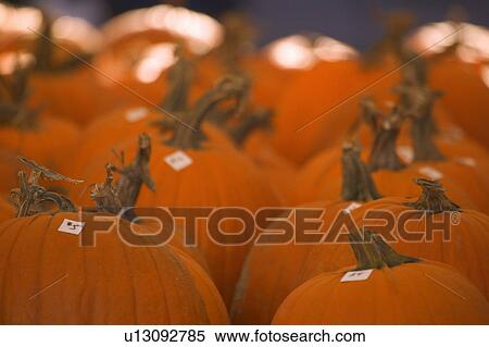 Stock Photography - Pumpkins. Fotosearch