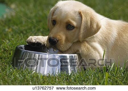 Stock Photo - Puppy with water dish. Fotosearch