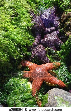 Stock Photo - Purple and red starfish. Fotosearch