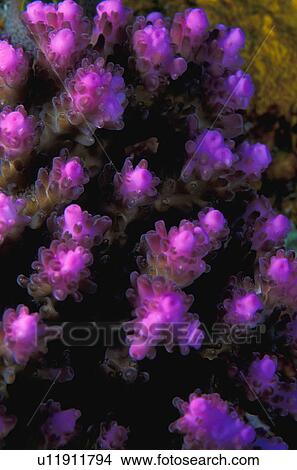 Picture - Purple anemone. Fotosearch