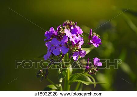Stock Photo - Purple flowers in bloom. Fotosearch