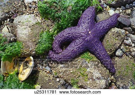Purple starfish on rocky shore View Large Photo Image Stock Image - Purple starfish on rocky shore. Fotosearch
