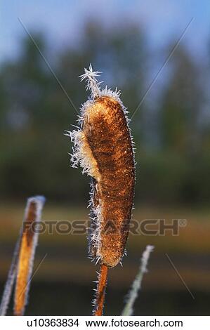Pussy willow View Large Photo Image Picture - Pussy willow. Fotosearch
