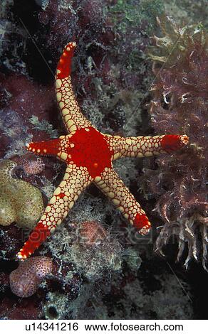 Stock Photograph - Red and white starfish with one short arm. Fotosearch