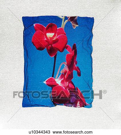 Red flower with border View Large Photo Image Stock Image - Red flower with border. Fotosearch