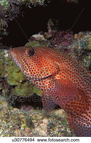 Red grouper View Large Photo Image Picture - Red grouper. Fotosearch
