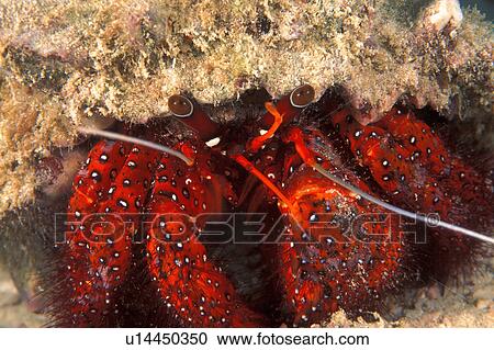 Stock Image - Red leg hermit crab. Fotosearch