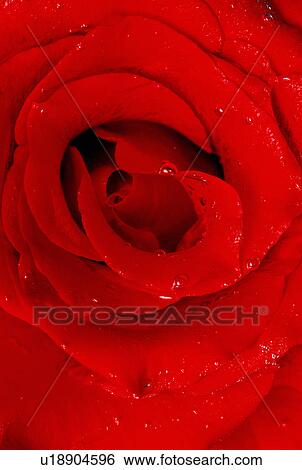 Red rose with water drops View Large Photo Image Stock Photograph - Red rose with water drops. Fotosearch
