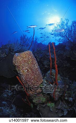 Stock Photo - Rock and coral formation with fish in background. Fotosearch