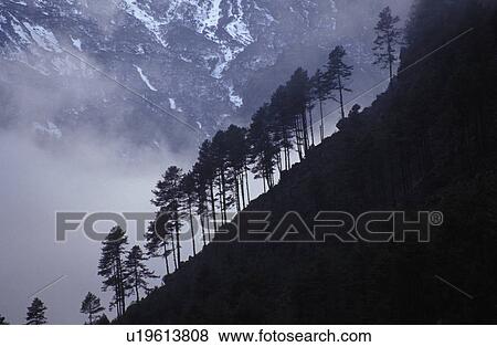 Row of coniferous trees on mountainside View Large Photo Image Stock Photo - Row of coniferous trees on mountainside. Fotosearch