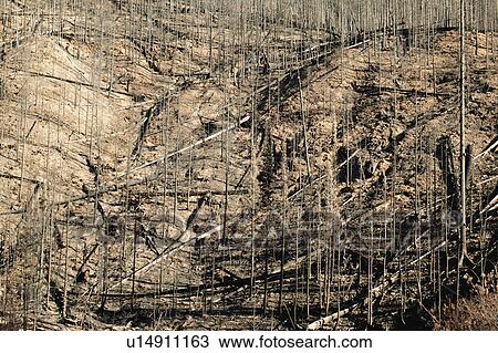 Ruins after a fire View Large Photo Image Stock Image - Ruins after a fire. Fotosearch