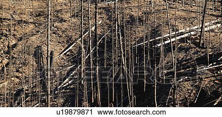 Stock Image - Ruins after a fire. Fotosearch