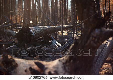 Stock Photography - Ruins after a fire. Fotosearch