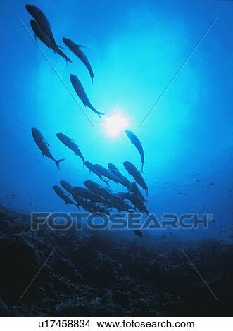 Picture - School of fish seen from below. Fotosearch