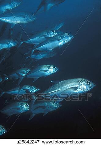 School of fish View Large Photo Image Stock Photo - School of fish. Fotosearch