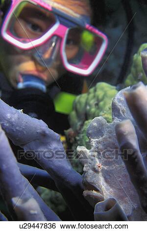 Scuba diver examining coral View Large Photo Image Stock Photograph - Scuba diver examining coral. Fotosearch