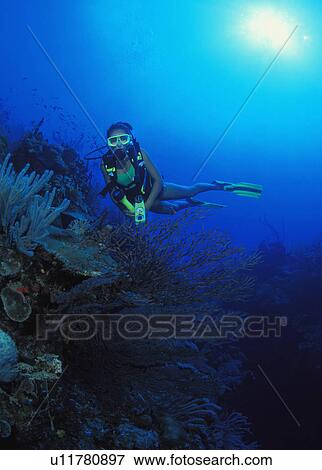 Stock Photo - Scuba diver near coral reef. Fotosearch