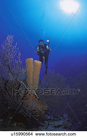 Picture - Scuba diver photographing coral growths. Fotosearch
