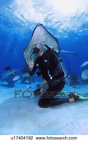 Stock Image - Scuba diver playing with sting ray. Fotosearch
