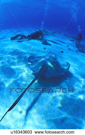 Scuba divers on ocean floor with sting ray View Large Photo Image Stock Image - Scuba divers on ocean floor with sting ray. Fotosearch