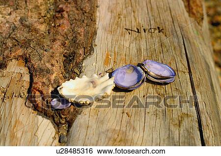 Stock Photograph - Sea shells on a log. Fotosearch