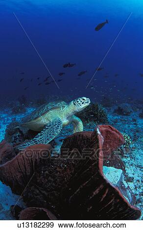 Stock Photo - Sea turtle resting on ocean floor. Fotosearch